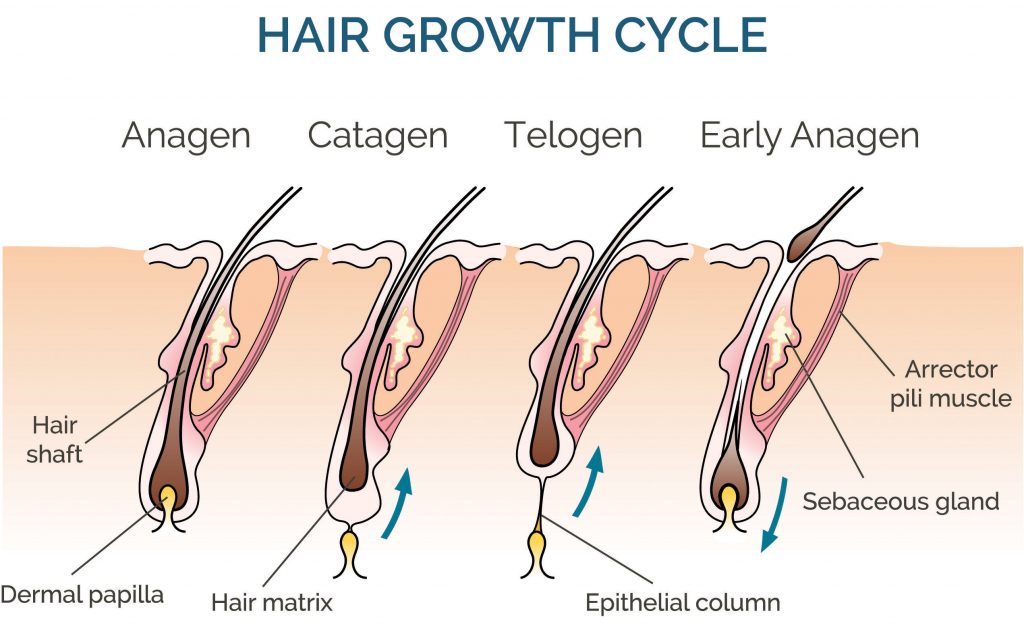 4 stages of hair growth cycle