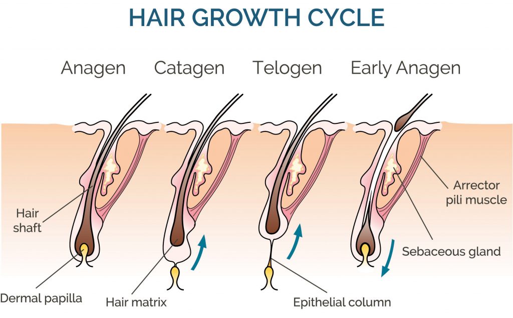 the hair growth cycle