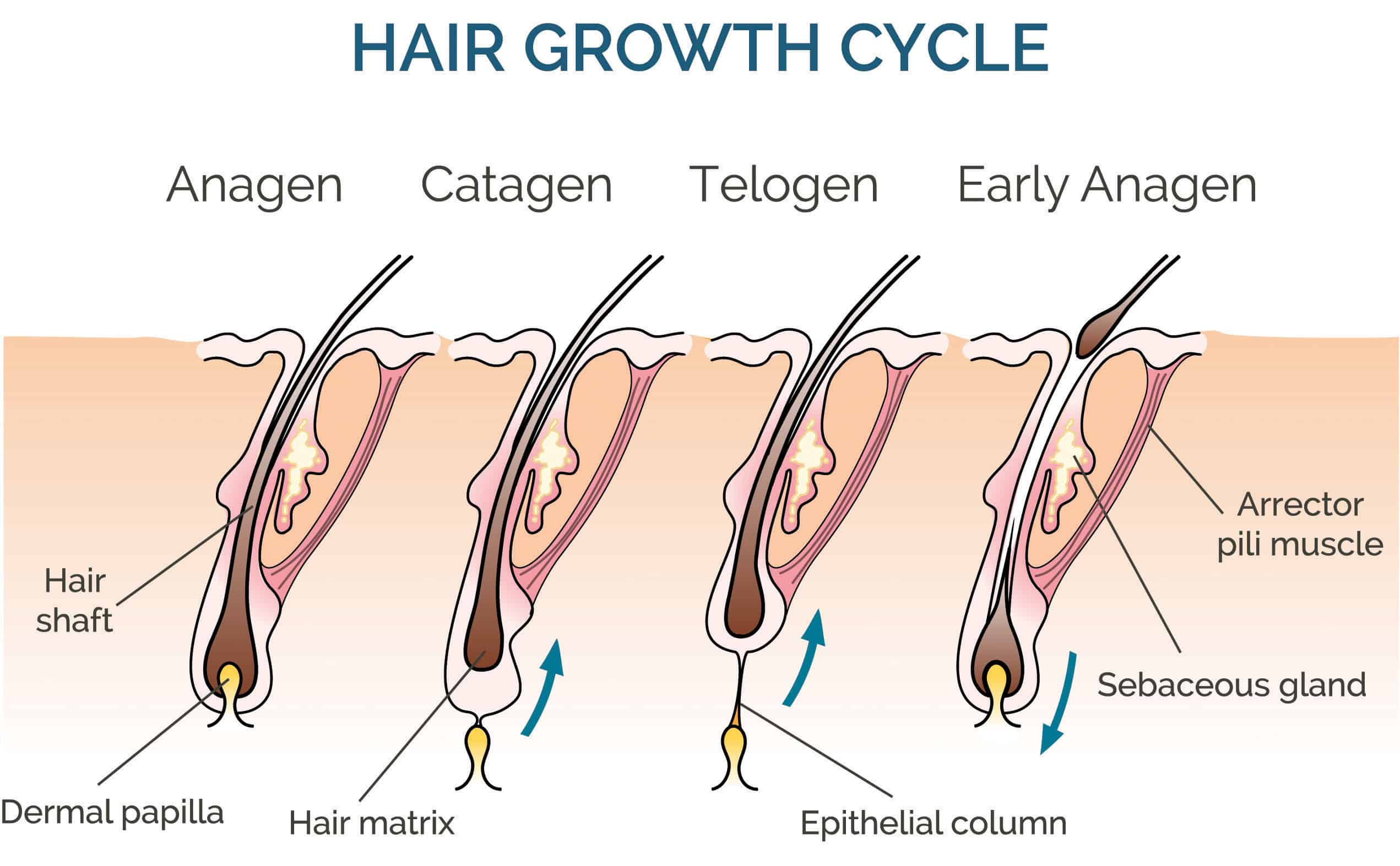 The Hair Growth Cycle: Understanding the 4 Stages