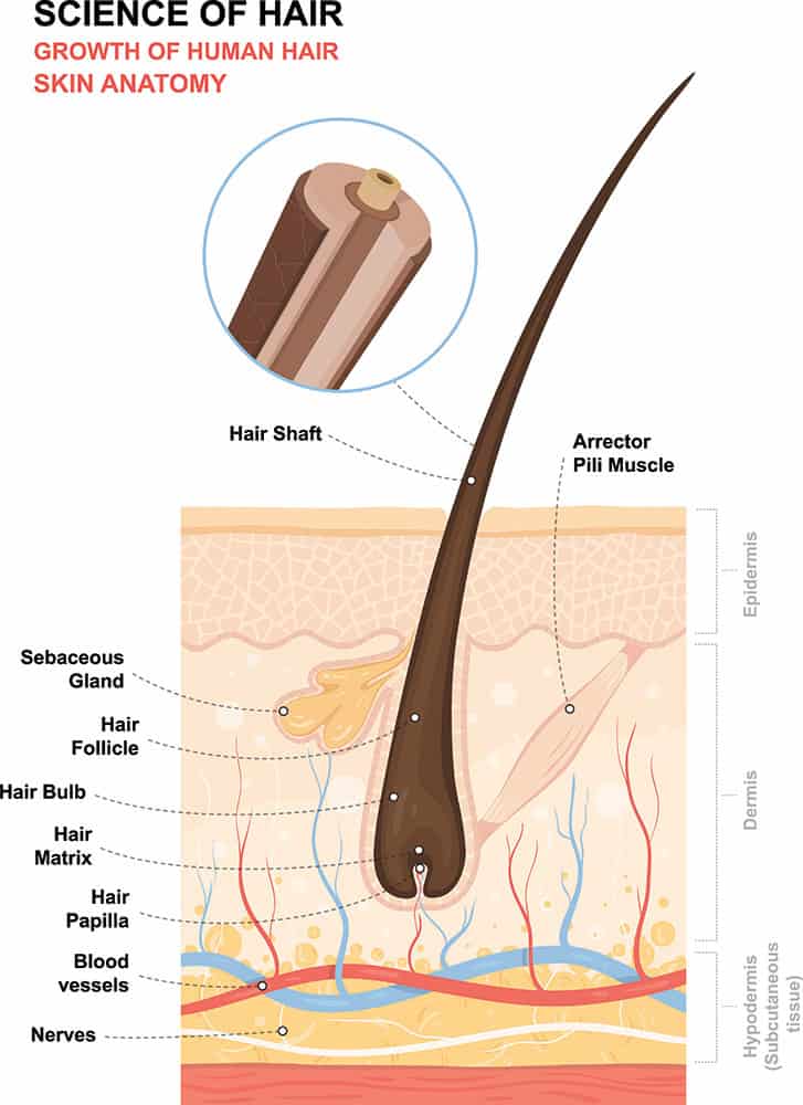 hair structure diagram