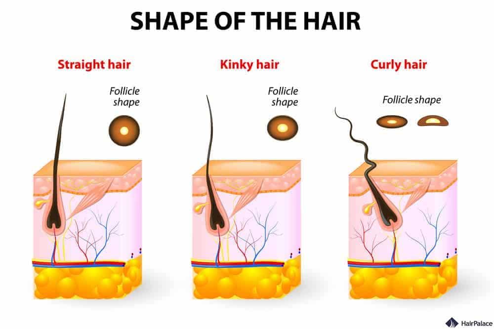 the shape of hair