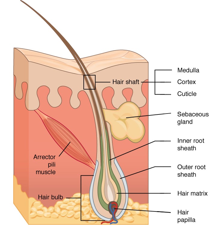 anatomy of hair