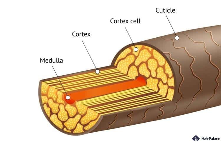 cross section of a hair shaft