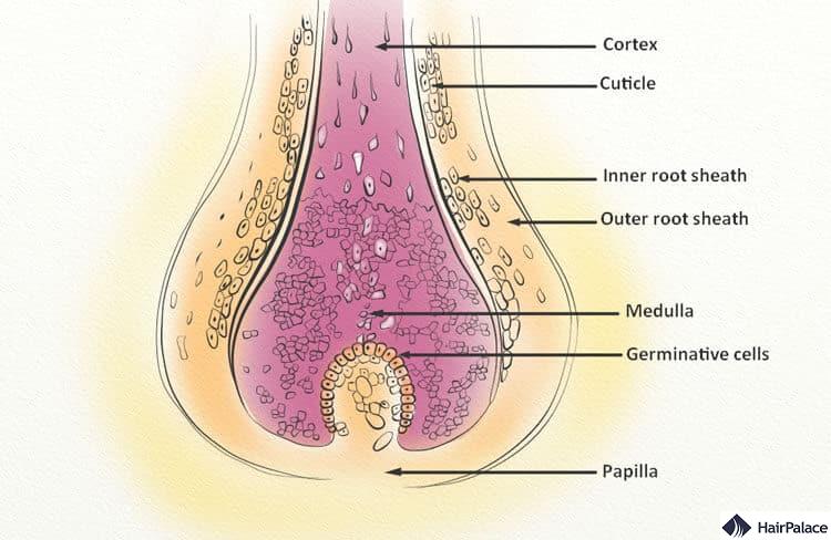 The histological structure of hair follicles  Download Scientific Diagram