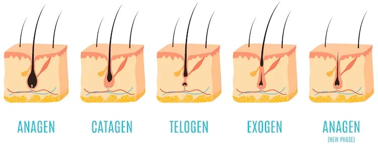 normal hair loss occurs as a result of the hair growth cycle