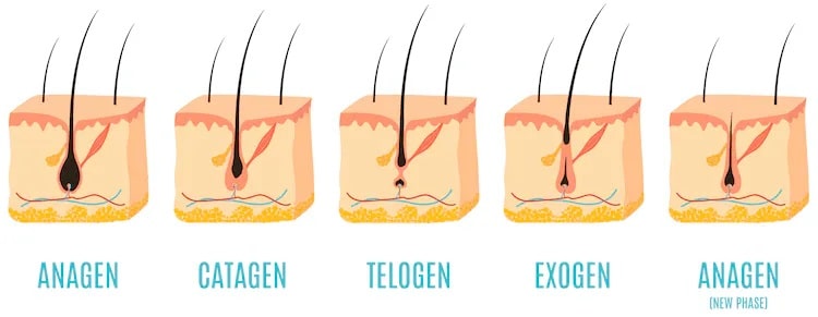 normal hair loss occurs as a result of the hair growth cycle