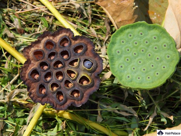 trypophobia is the fear of holes