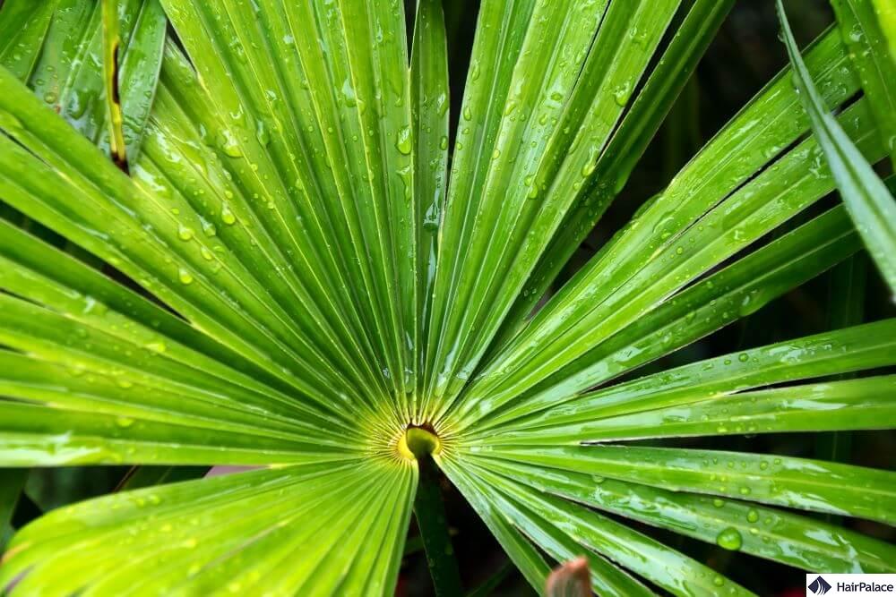 saw palmetto hair treatment