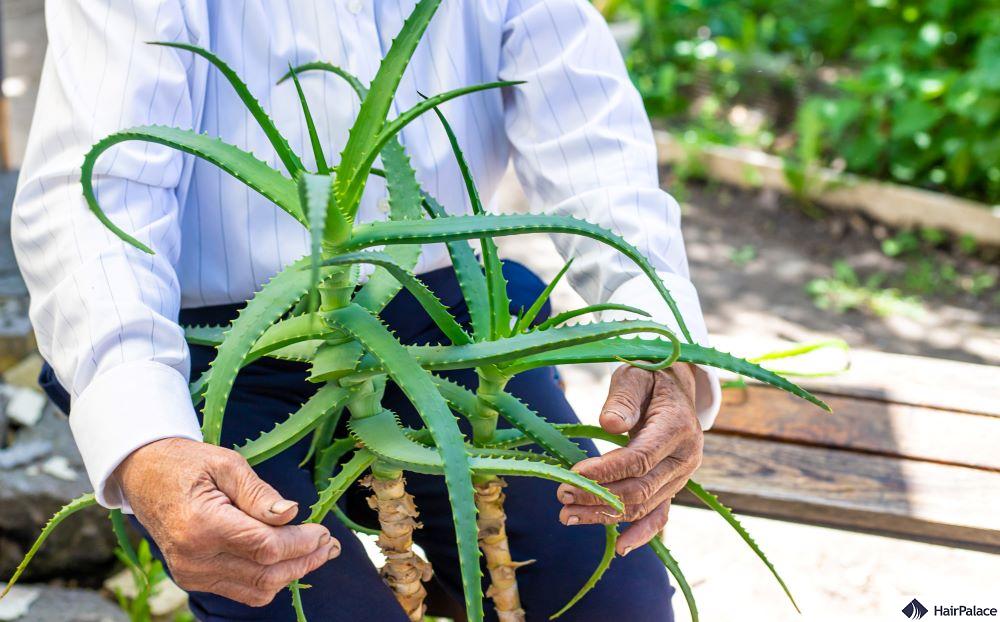 aloe vera hair is excellent for thicker locks